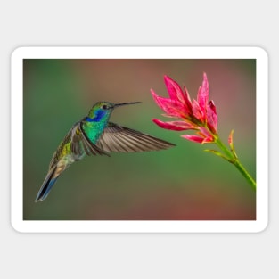 Green Violetear Hummingbird Sticker